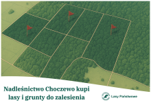 Ogłoszenie o możliwości zakupu lasów i gruntów przeznaczonych do zalesienia