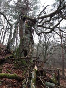Drzewa ekologiczne w Leśnictwie Białogóra