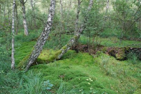 Rezerwat Długosz królewski w Wierzchucinie